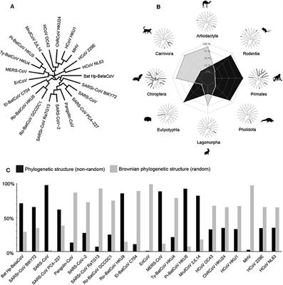 Ecological Fever: The Evolutionary History of Coronavirus in Human-Wildlife Relationships